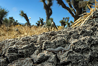 Desert Night Lizard