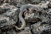 Desert Night Lizard