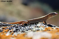 Desert Night Lizard