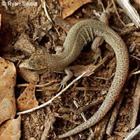 Desert Night Lizard