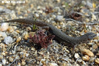 Desert Night Lizard