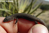 Desert Night Lizard