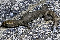 Sierra Night Lizard