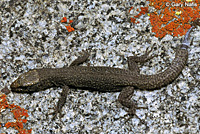 Sierra Night Lizard