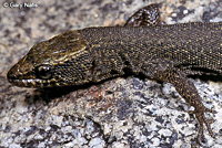 Sierra Night Lizard