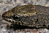 Sierra Night Lizard