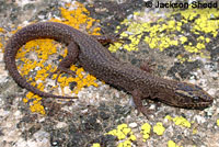 Sierra Night Lizard