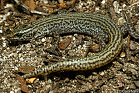 Desert Night Lizard