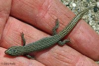 Desert Night Lizard