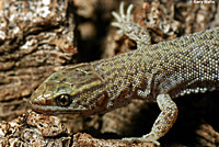 Desert Night Lizard