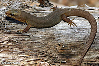 Baja California Night Lizard