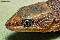 Baja California Night Lizard