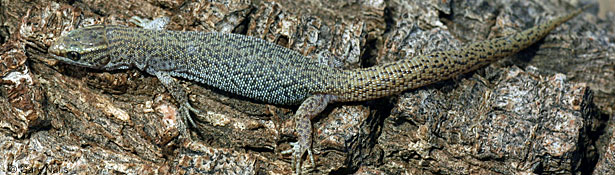 Desert Night Lizard