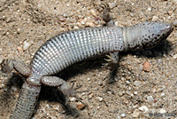 Desert Night Lizard