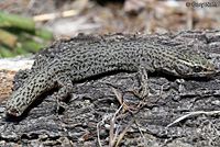 Desert Night Lizard