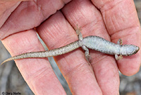 Desert Night Lizard