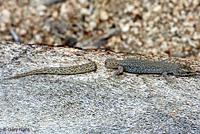 Desert Night Lizard