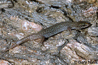 Desert Night Lizard