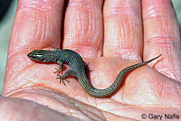 Desert Night Lizard