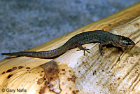 Baja California Night Lizard