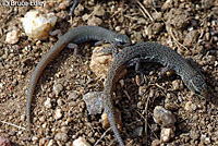 Desert Night Lizards