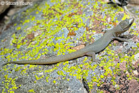 California Legless Lizard