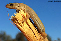 Baja California Night Lizard