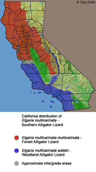 Southern Alligator Lizards Caifornia Range Map