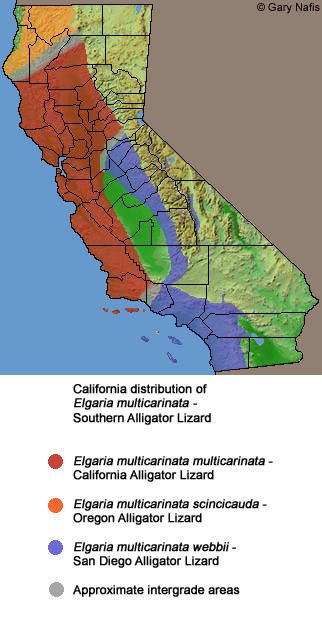 Southern Alligator Lizards Caifornia Range Map