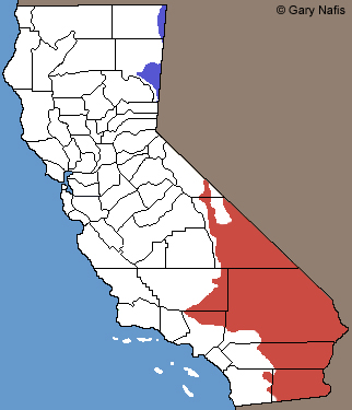 Desert Horned Lizards Range Map