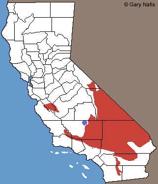 Night Lizards Range Map