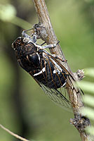 cicada