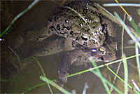 Sonoran Green Toad