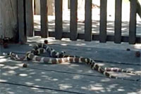 california kingsnake video