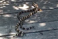 california kingsnake video