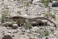 Northern Desert Iguana