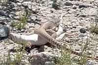 Northern Desert Iguana