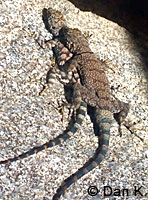 Mearns' Rock Lizard