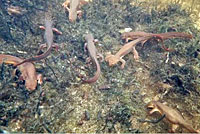 Rough-skinned Newt 