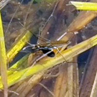 Western Black-necked Gartersnake eating a Chiricahua Leopard Frog