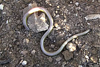 California Legless Lizard