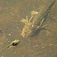 California Tiger Salamander