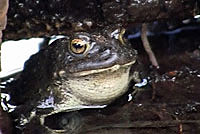 Yosemite Toad