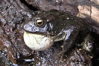 Yosemite Toad