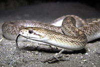 Desert Glossy Snake