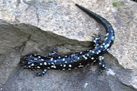 Speckled Black Salamander 