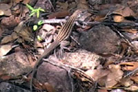 Gila Spotted Whiptail