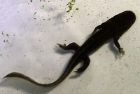 Northwestern Salamander 