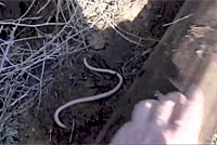 California Legless Lizard