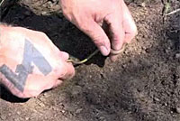 California Legless Lizard